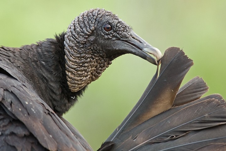 Rabengeier Coragyps atratus Black Vulture